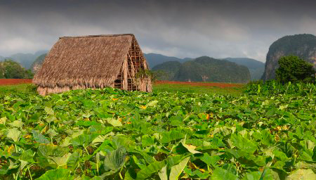 Табачная плантация на Канарских островах
