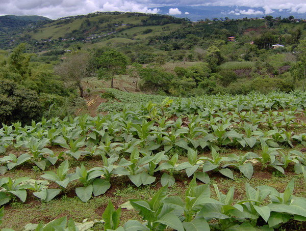 Коста-риканская табачная плантация