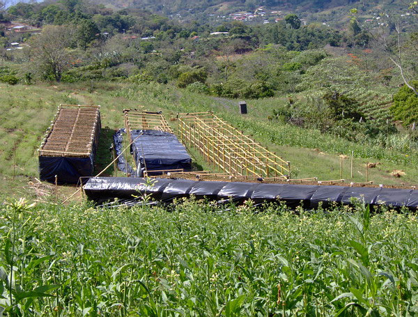 Коста-риканская табачная плантация