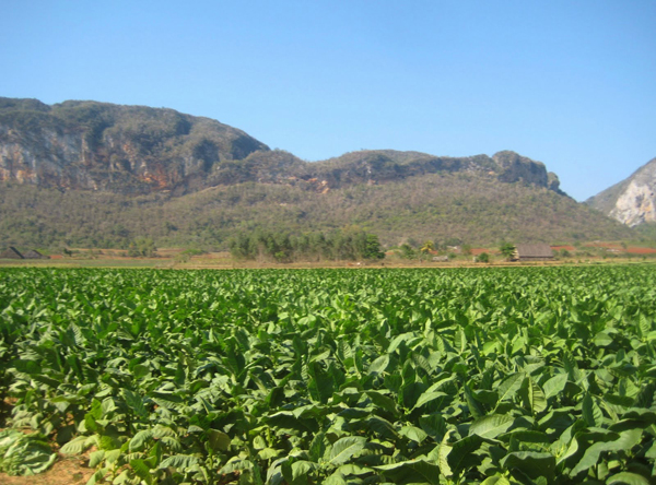 Гондурасская табачная плантация