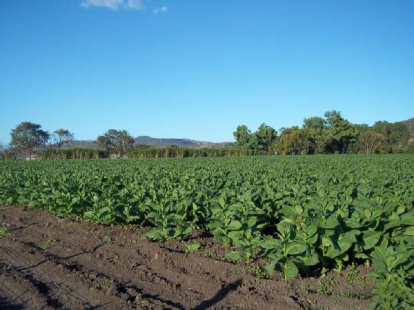 Никарагуанская табачная плантация