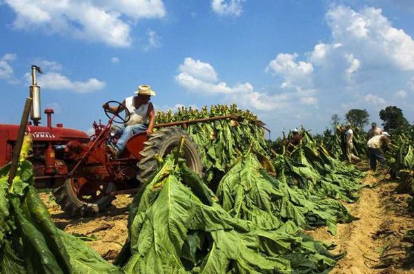 Плантация табака в Коста-Рике