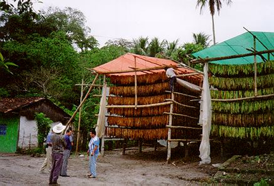Мексиканская табачная плантация Веракрус, расположенная в районе Лос-Тухтлас