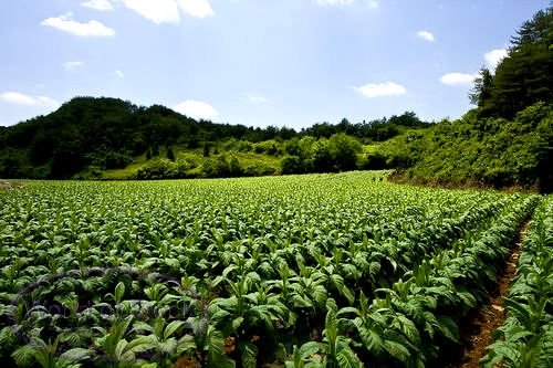 Гондурасская табачная плантация