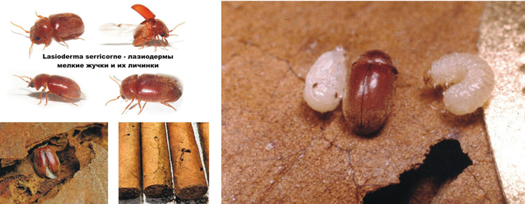 Lasioderma serricorne – лазиодермы – мелкие жучки и их личинки